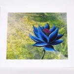 Black Lotus from Cook and Becker